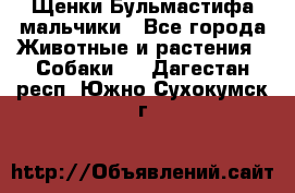 Щенки Бульмастифа мальчики - Все города Животные и растения » Собаки   . Дагестан респ.,Южно-Сухокумск г.